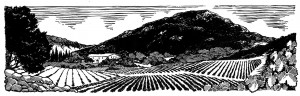 Illustration Pic Saint Loup Languedoc Roussillon