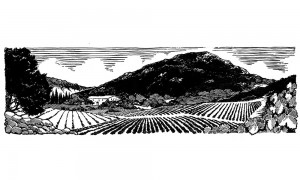 Illustration Pic Saint Loup Languedoc Roussillon